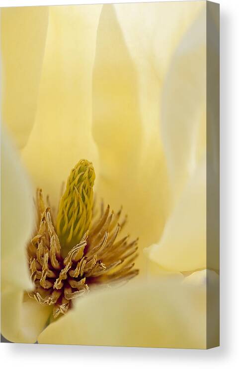 Arboretum Canvas Print featuring the photograph Magnolia #3 by Steven Ralser