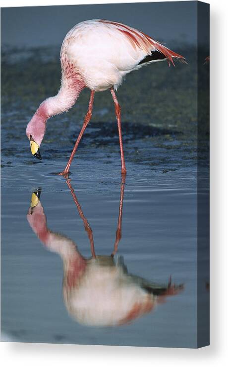 Feb0514 Canvas Print featuring the photograph Puna Flamingo Feeding In Laguna #3 by Tui De Roy