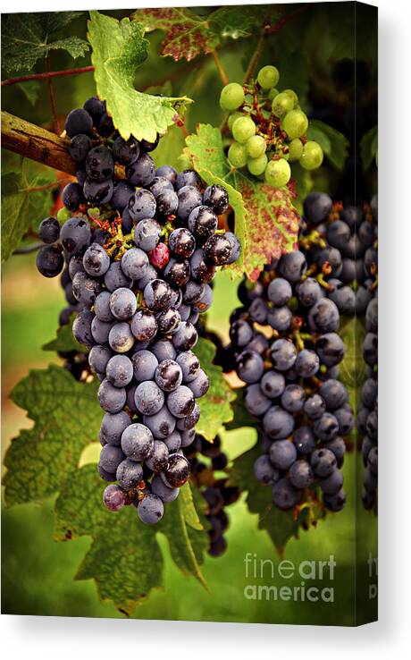 Grape Canvas Print featuring the photograph Red grapes 1 by Elena Elisseeva