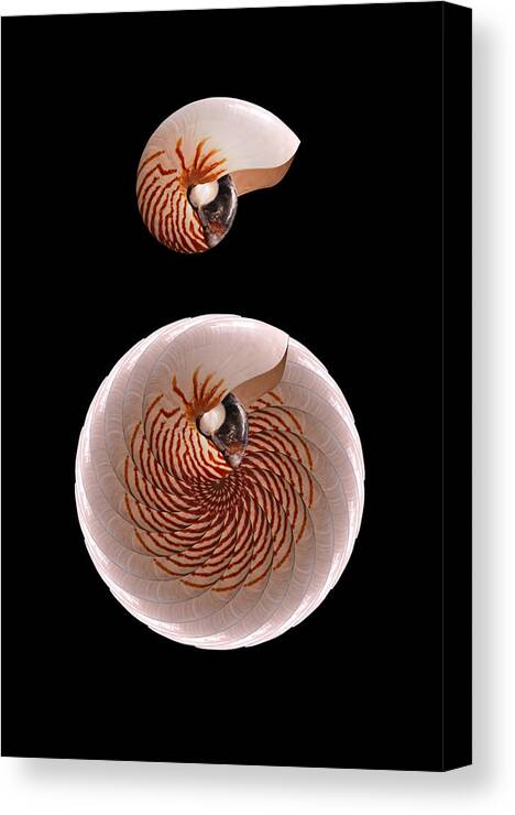 Nautilus Canvas Print featuring the photograph 3656 by Peter Holme III
