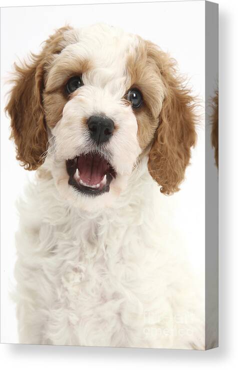 Red-and-white Puppy Canvas Print / Canvas Art by Mark Taylor - Fine Art America