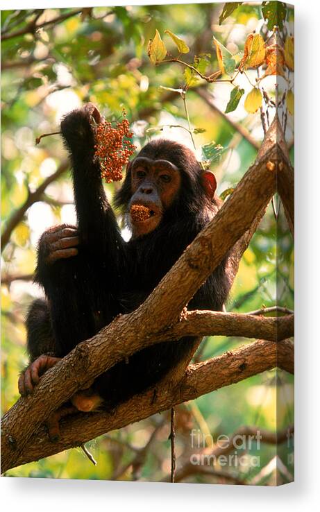 Chimpanzee Canvas Print featuring the photograph Chimpanzee #5 by Art Wolfe
