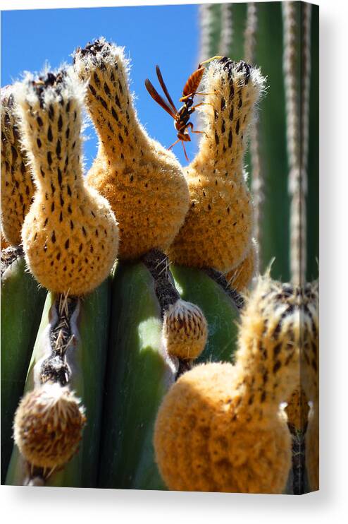 Wasp Canvas Print featuring the photograph 502 by Everyday Beauty