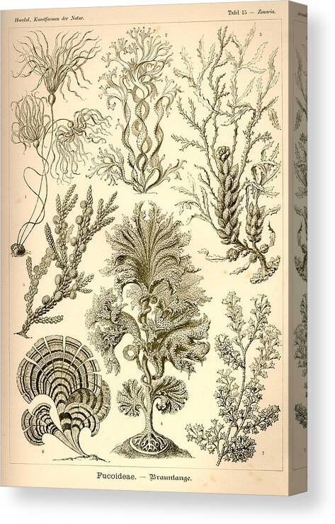 Art Forms In Nature Canvas Print Canvas Art By Ernst Haeckel