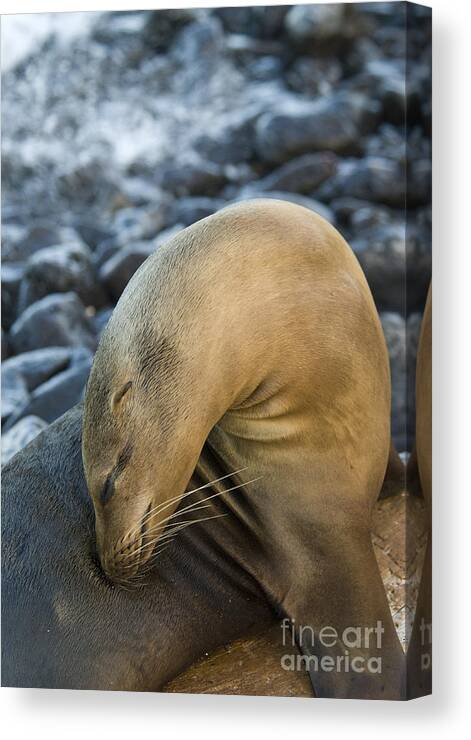 Sea Lions Canvas Print featuring the photograph Galapagos Sea Lion #9 by William H. Mullins