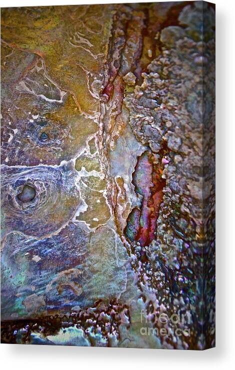 Abalone Canvas Print featuring the photograph A Secret Beneath The Surface by Gwyn Newcombe