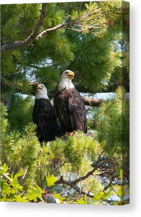 Bald Eagle Canvas Print featuring the photograph A Watchful Pair by Brenda Jacobs