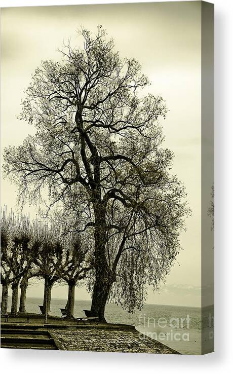 Tree Canvas Print featuring the photograph A Winter Touch by Syed Aqueel