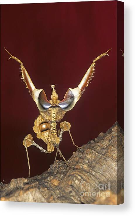 Mantis Canvas Print featuring the photograph African Devil Mantis by Francesco Tomasinelli