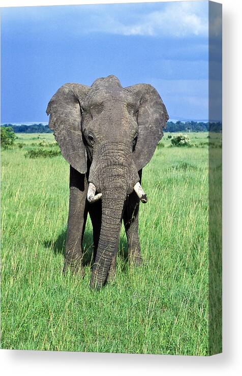 African Canvas Print featuring the photograph African Elephant by Tina Manley