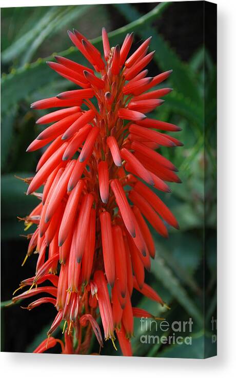 Aloe Canvas Print featuring the photograph Aloe Ciliaris Flower by Luis Alvarenga