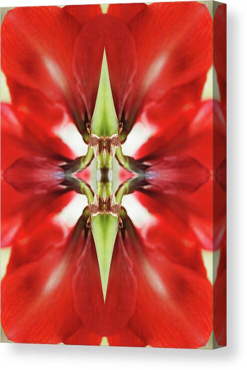 Tranquility Canvas Print featuring the photograph Amaryllis Flower by Silvia Otte