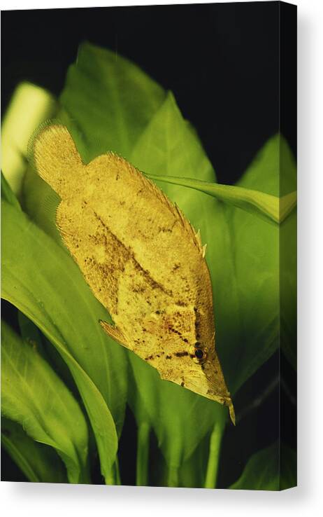 Actinopterygii Canvas Print featuring the photograph Amazon Leaf Fish by Gary Retherford