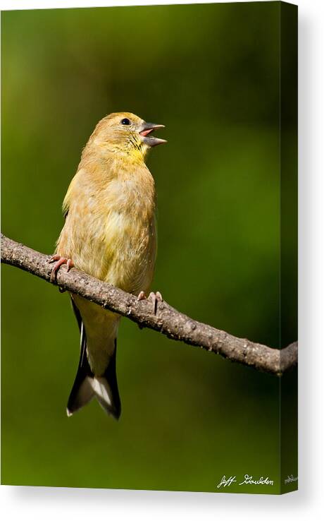 American Goldfinch Canvas Print featuring the photograph American Goldfinch Singing by Jeff Goulden