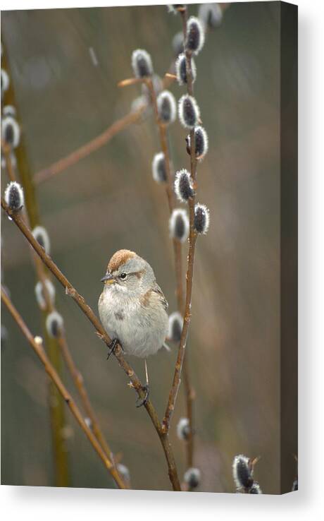 Feb0514 Canvas Print featuring the photograph American Tree Sparrow In Pussy Willow by Michael Quinton