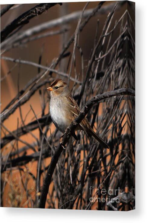 American Tree Sparrow Canvas Print featuring the photograph American Tree Sparrow by John Greco