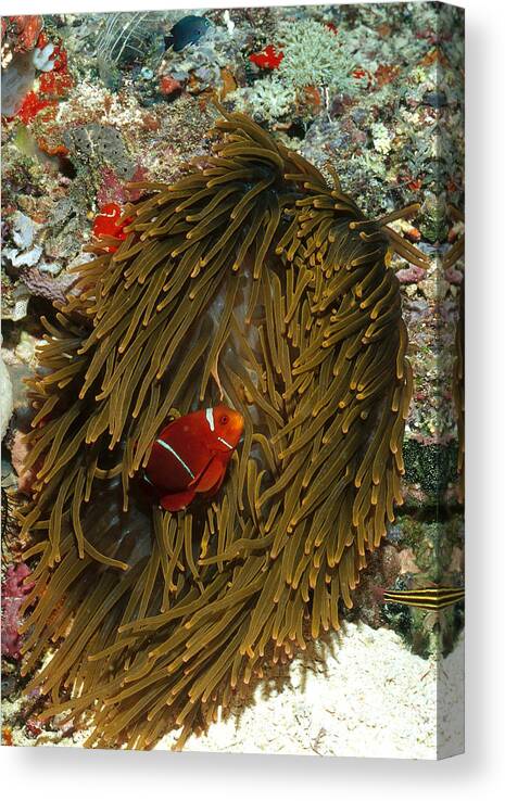 Actiniaria Canvas Print featuring the photograph Anemonefish With Anemone by FREDERICK R McCONNAUGHEY