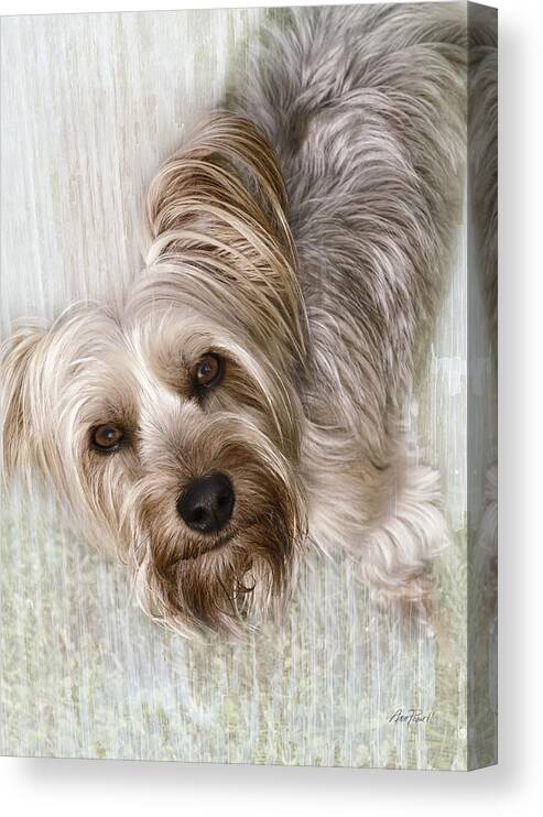 Dog Canvas Print featuring the digital art animals - dogs - Rascal by Ann Powell