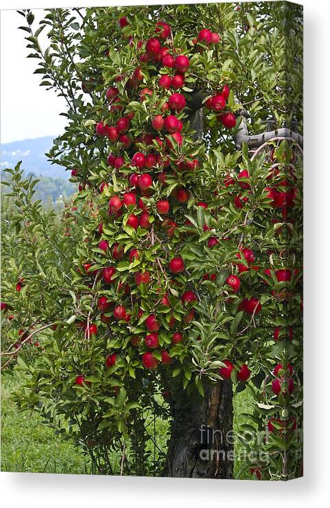 Apple Canvas Print featuring the photograph Apple Tree by Anthony Sacco