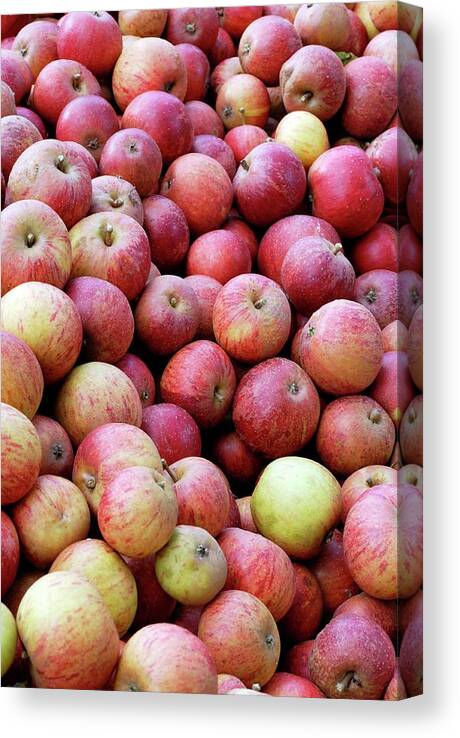 Apple Canvas Print featuring the photograph Apples (malus 'queen Cox') by Anthony Cooper/science Photo Library