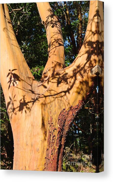  Canvas Print featuring the photograph Arbutus - Shadows from Above by Sharron Cuthbertson