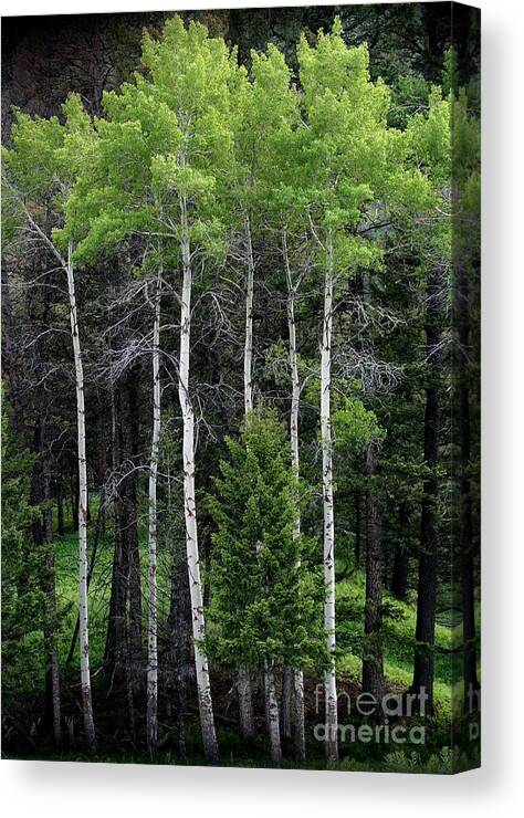 Yellowstone National Park Canvas Print featuring the photograph Aspens of Yellowstone by E B Schmidt