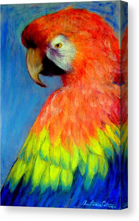 Macaw Canvas Print featuring the pastel Attitude Pastel by Antonia Citrino