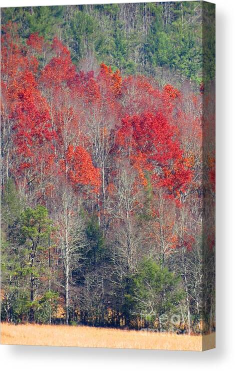 Trees Canvas Print featuring the photograph Autumn Ablaze Cataloochee by Anita Adams