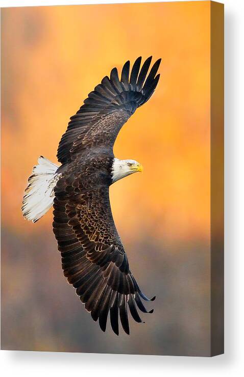 Eagle Photograph Canvas Print featuring the photograph Autumn Eagle by William Jobes