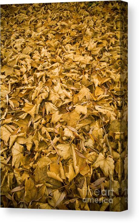 Abstract Canvas Print featuring the photograph Autumn Leaf Background by THP Creative