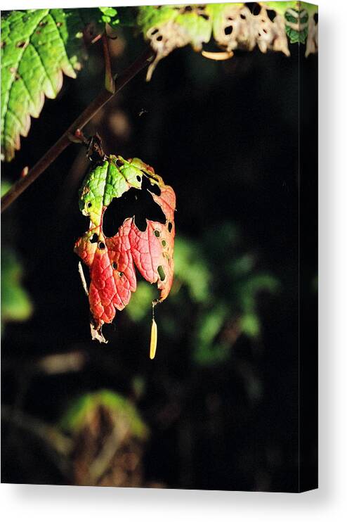 Autumn Canvas Print featuring the photograph Autumn Leaf by Cathy Mahnke