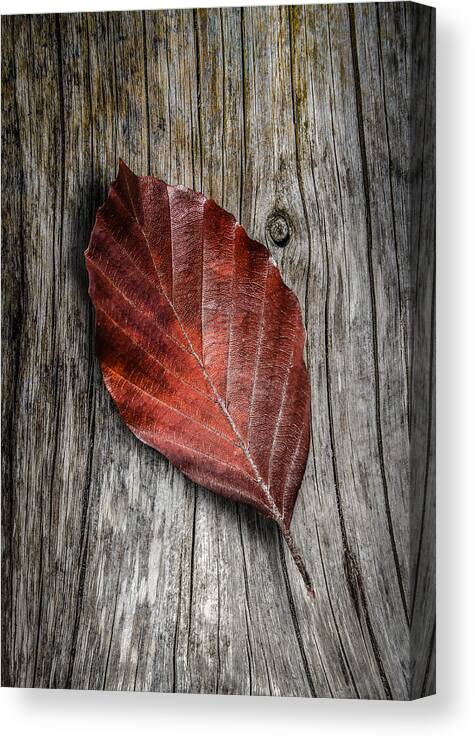 Aged Canvas Print featuring the photograph Autumn Leaf On Wooden Background by Mr Doomits