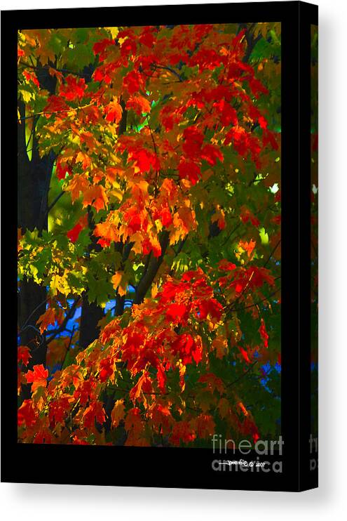Limited Editions Canvas Print featuring the photograph Autumn Maple by Jonathan Fine