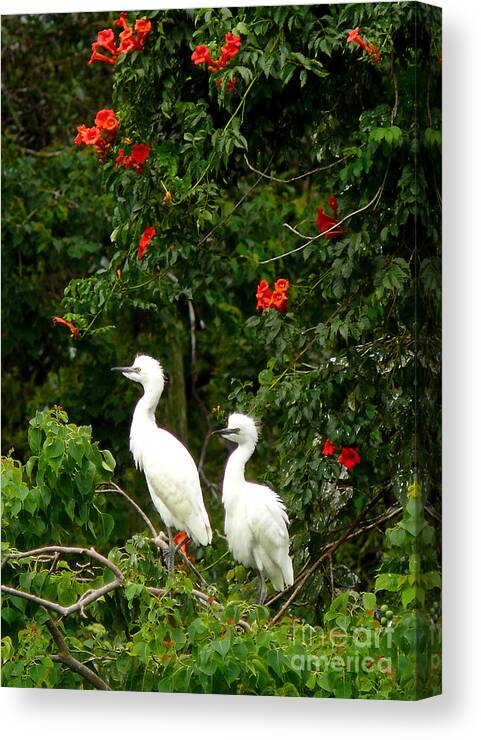 New Orleans Canvas Print featuring the photograph Baby White Egrets by Jeanne Woods