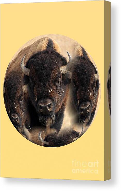 Bison Canvas Print featuring the photograph Bachelor Herd by Rick Rauzi
