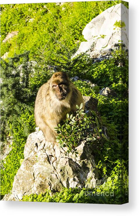Gibraltar Canvas Print featuring the photograph Barbary Ape by Deborah Smolinske