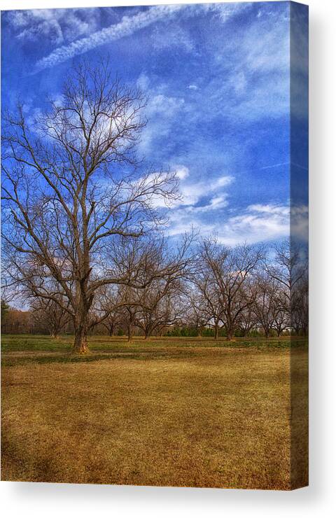 Tree Canvas Print featuring the photograph Bare Pecan Trees by Kim Hojnacki