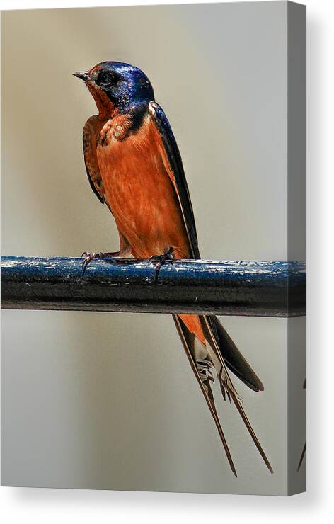 Bird Canvas Print featuring the photograph Barn Swallow by Jim Painter