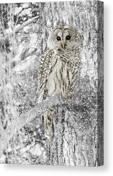 Owl Canvas Print featuring the photograph Barred Owl Snowy Day in the Forest by Jennie Marie Schell