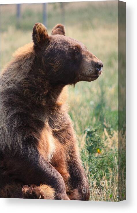 Bear Canvas Print featuring the photograph Bear Up by Veronica Batterson