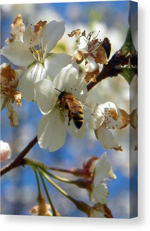 Blooming Pear Canvas Print featuring the photograph Bee and Pear Blooms by Sheri McLeroy
