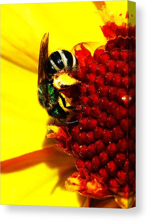 Becky Furgason Canvas Print featuring the photograph #beegreen by Becky Furgason