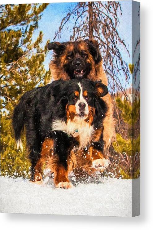 Bernese Mountain Dog Canvas Print featuring the photograph Bernese Mountain Dog and Leonberger Winter Fun by Gary Whitton