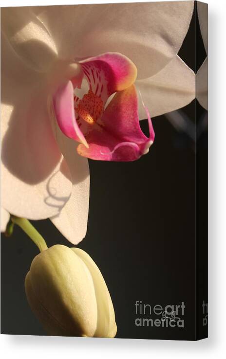 Tropical Canvas Print featuring the photograph Best Buds by Geri Glavis