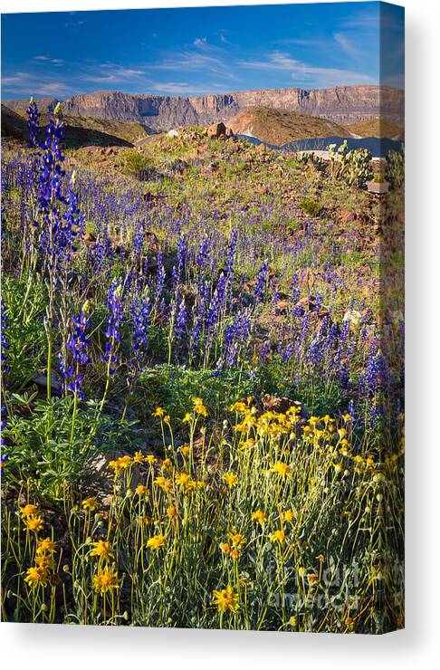 America Canvas Print featuring the photograph Big Bend Flowers by Inge Johnsson