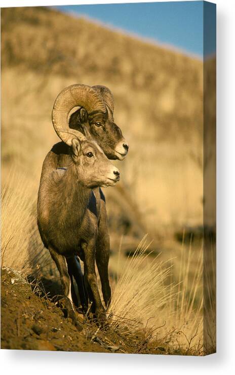 Feb0514 Canvas Print featuring the photograph Bighorn Sheep Yellowstone Np Wyoming by Michael Quinton