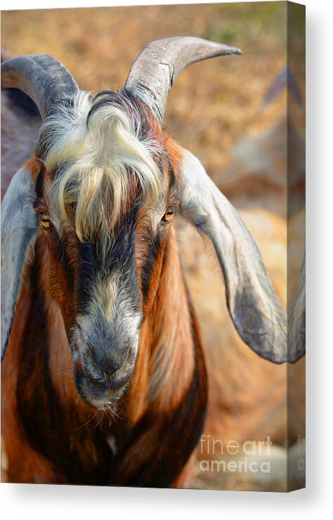 Goats Canvas Print featuring the photograph Billy Goat by Savannah Gibbs