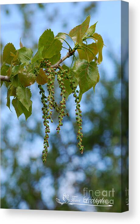Birch Canvas Print featuring the photograph Birch Catkins 20120420_132a by Tina Hopkins