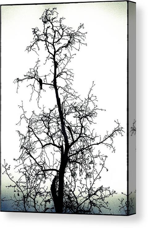 Silhouette Canvas Print featuring the photograph Bird in the Branches by Caitlyn Grasso