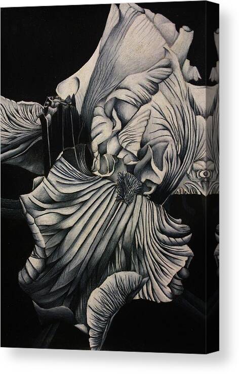Flora Canvas Print featuring the drawing Black and White Iris Study by Bruce Bley